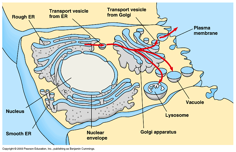 Endomembrane System