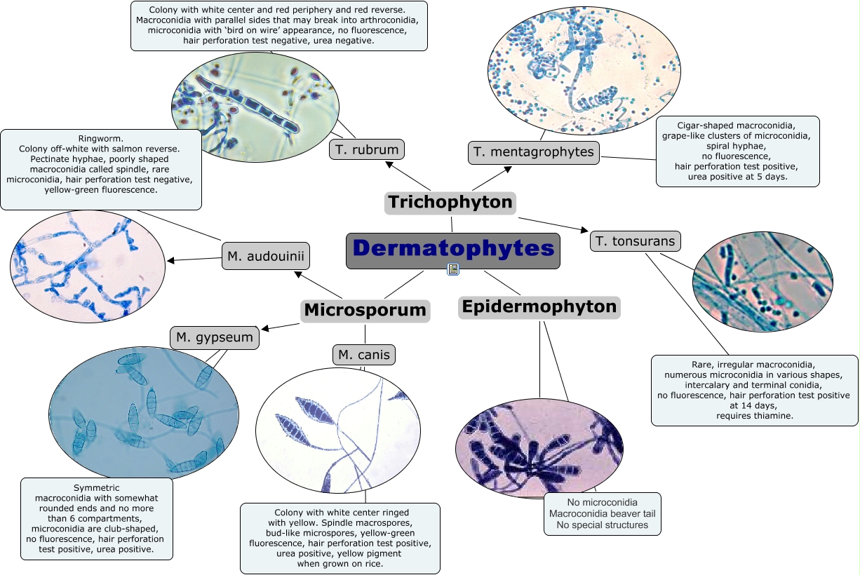 Resultado de imagen para Trichophyton, Microsporum, Epidermophyton