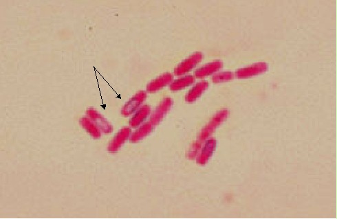 bacillus slide