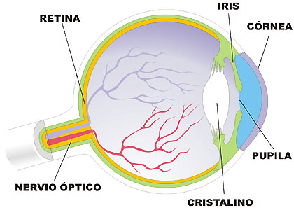 Resultado de imagen de EL OJOS Y SUS PARTES PARA PRIMARIA