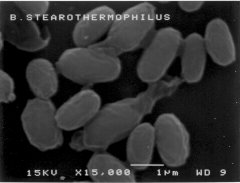 geobacillus stearothermophilus