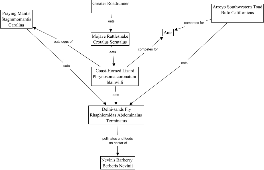 Rattlesnake Food Chain