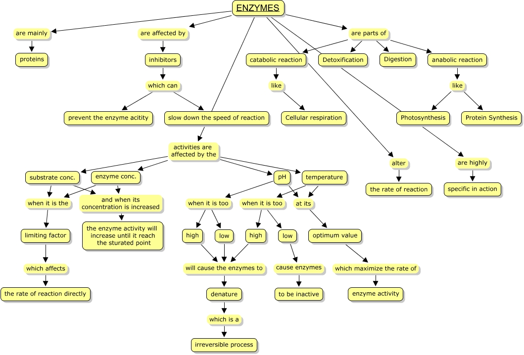 enzymes_27&28