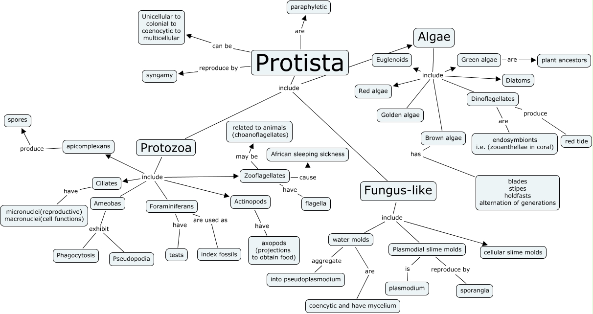 protists