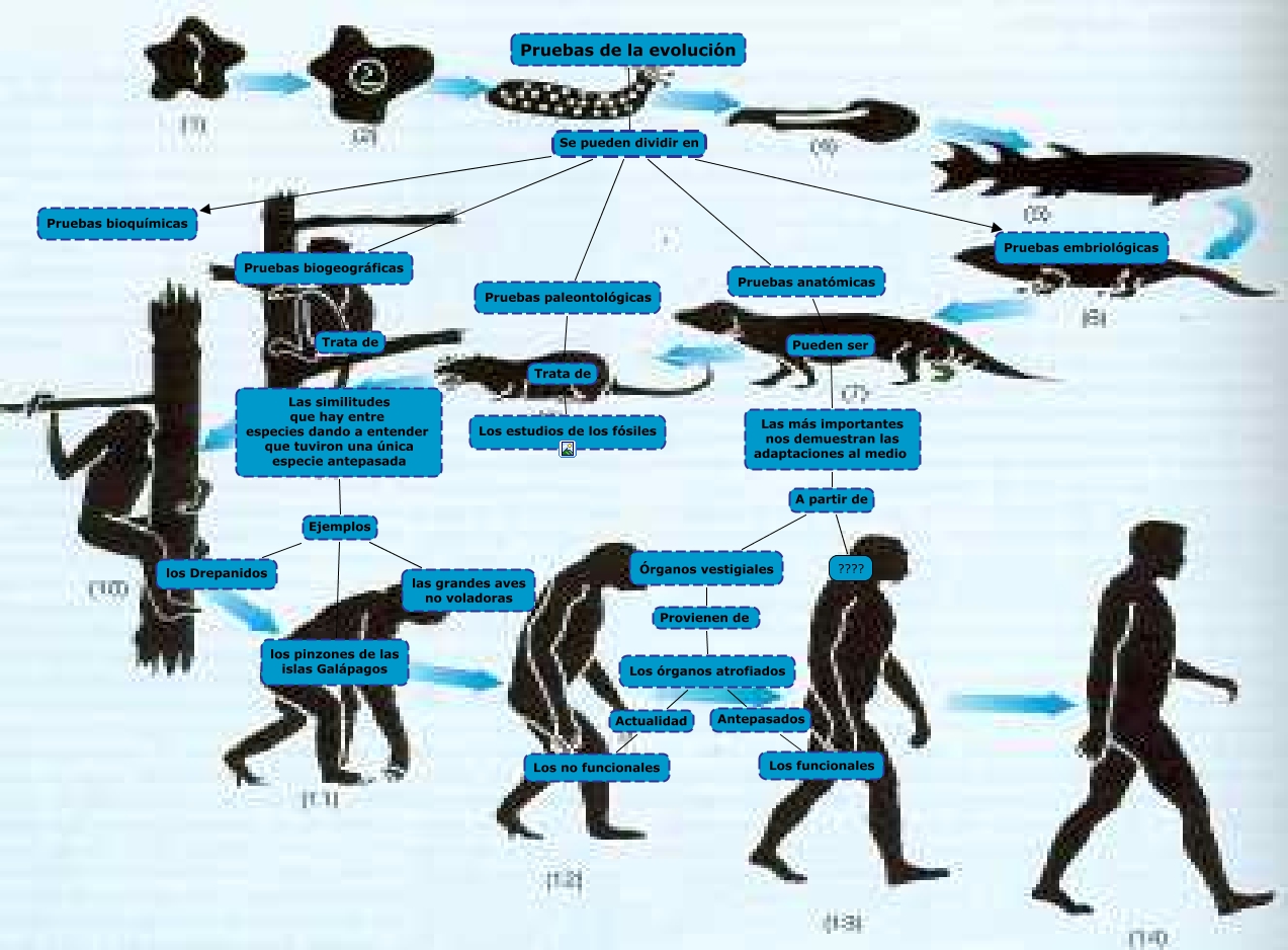 Las pruebas de evolución