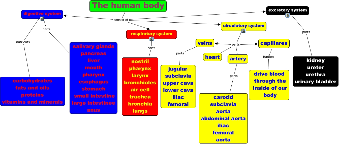 the human body