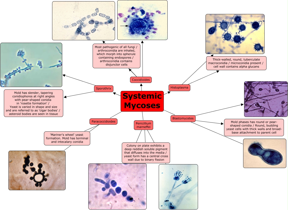 Systemic Mycoses - STEP1 Microbiology - Step 1 ...