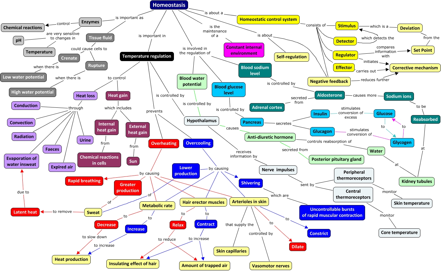Homeostasis