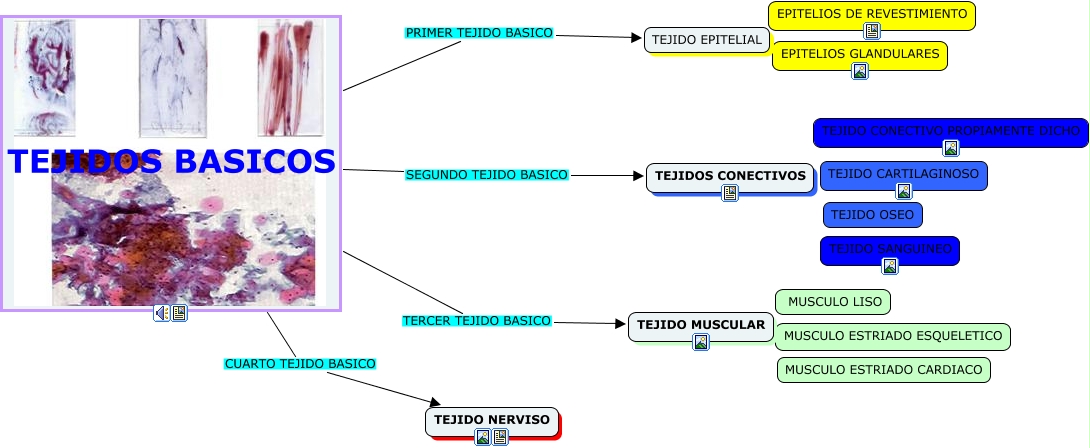 Tejidos Basicos Del Cuerpo Humano Cuales Son Los Tejidos Basicos Que Conforma El Cuerpo Humano 2594