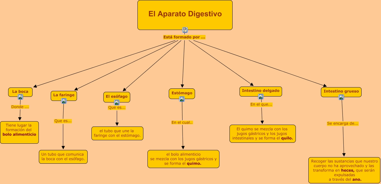 El aparato digestivo