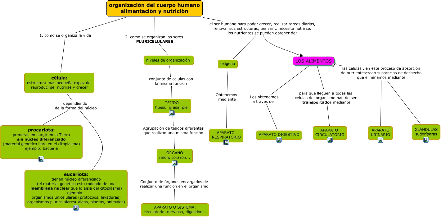 Mapa conceptual de l'organització dels èssers vius