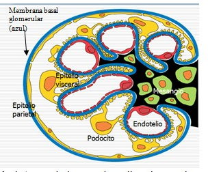 Fisiología Del Glomérulo 
