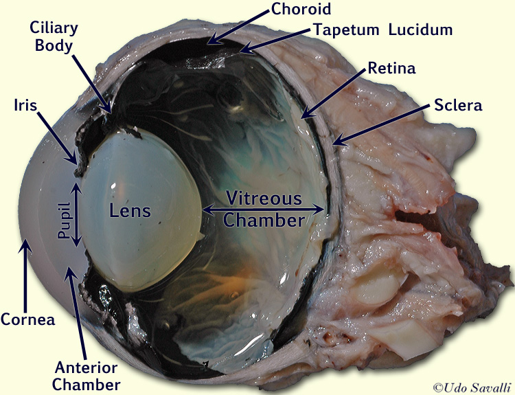 LAS Assignment 7 - Eye Enucleation