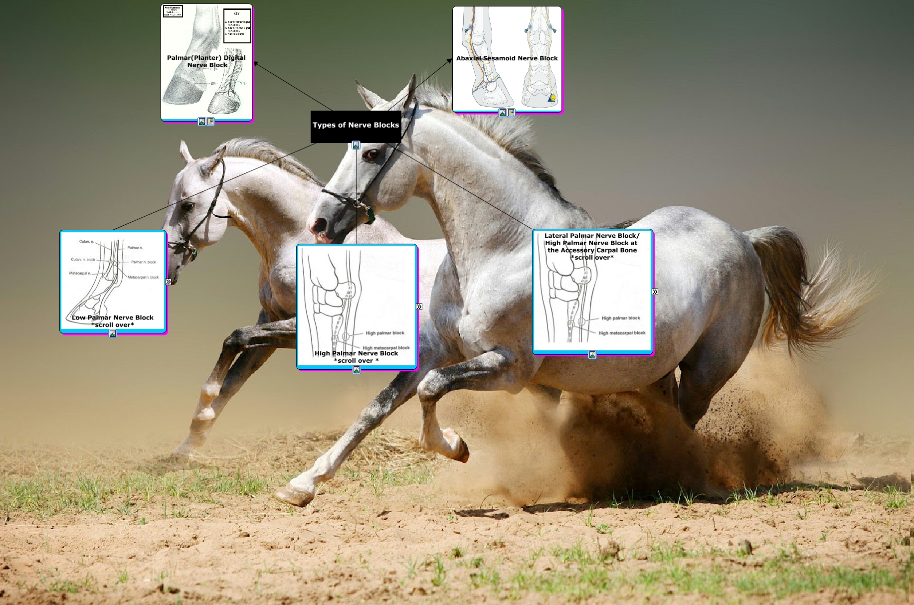 Common Nerve & Joint Blocks