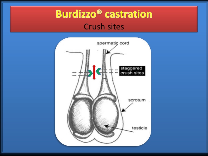 Castration Cartoons