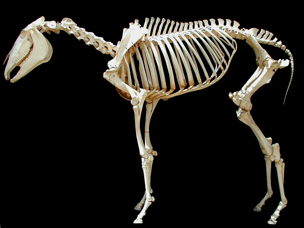 Bones - Dog Anatomy - WikiVet English