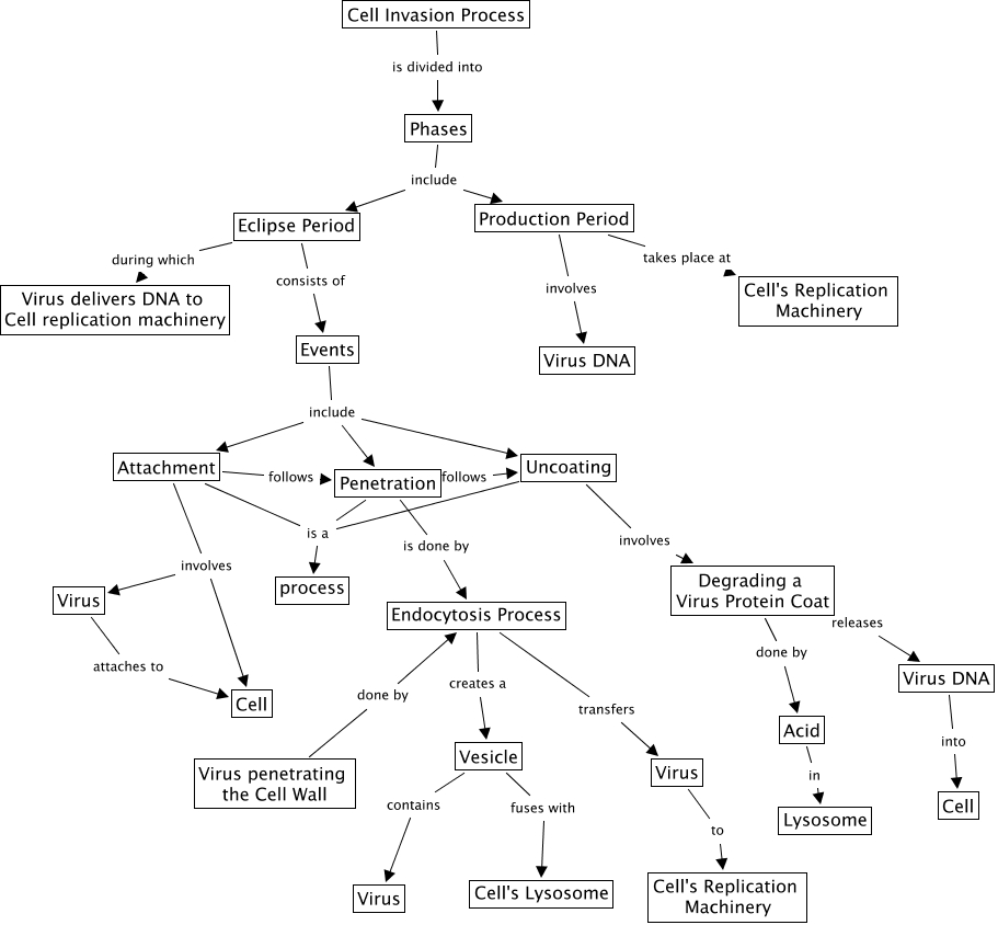 Cell Invasion Process (second draft) - How a virus invades a cell.