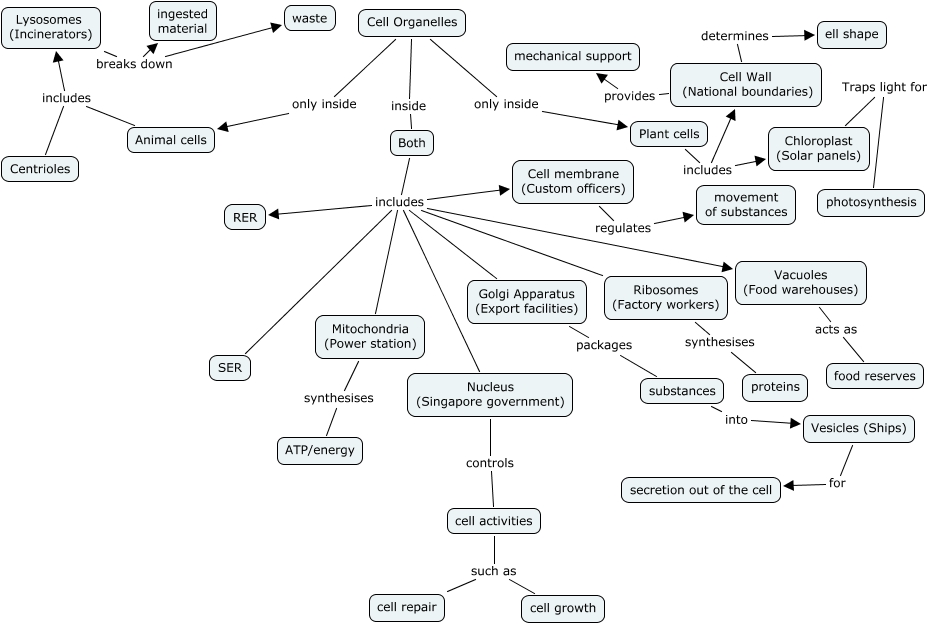 Cell Organelles Mind Map Cell Organelles