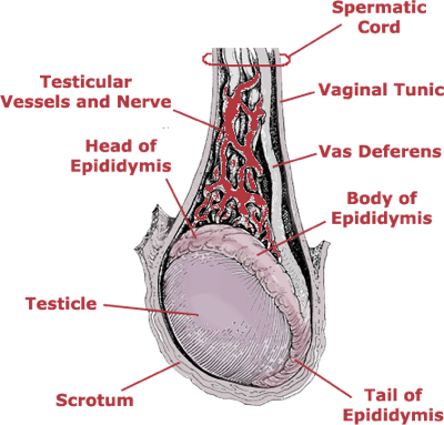 Testicle Stomping