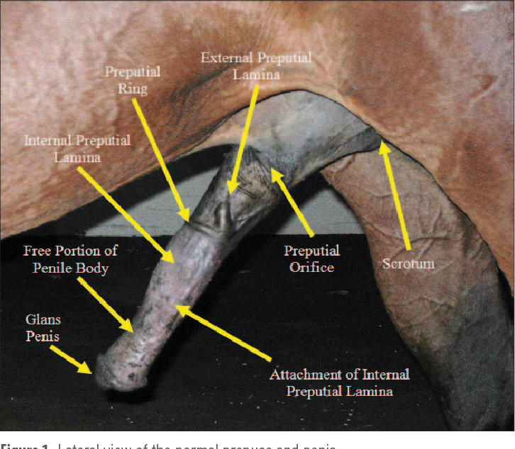 Horse Penis Length