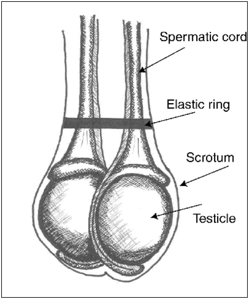 Extreme Castration