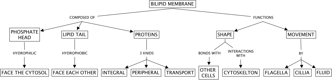 MEMBRANE - MAP