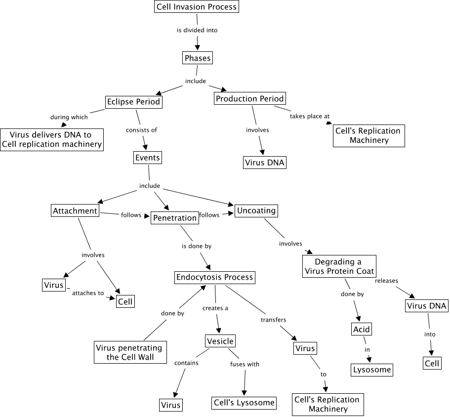 Cell Invasion Process (first draft) - How a virus invades a cell.