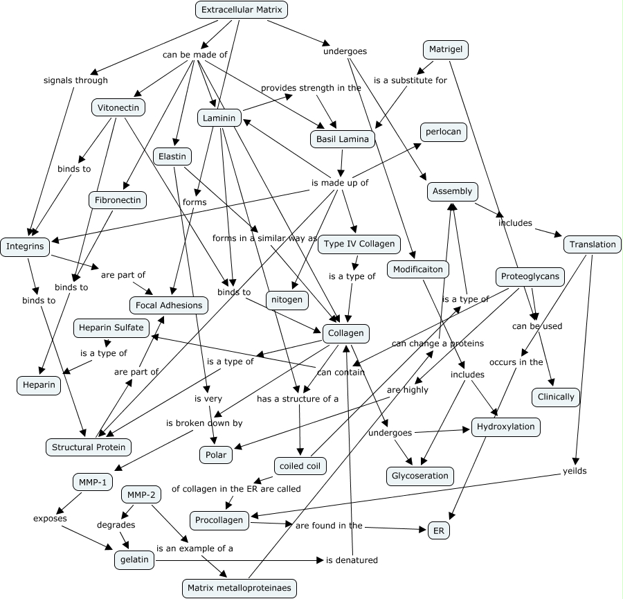 5- ECM Concept Map - What are the features of the extracellular matrix?