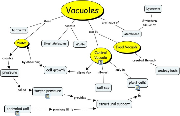 vacuole structure