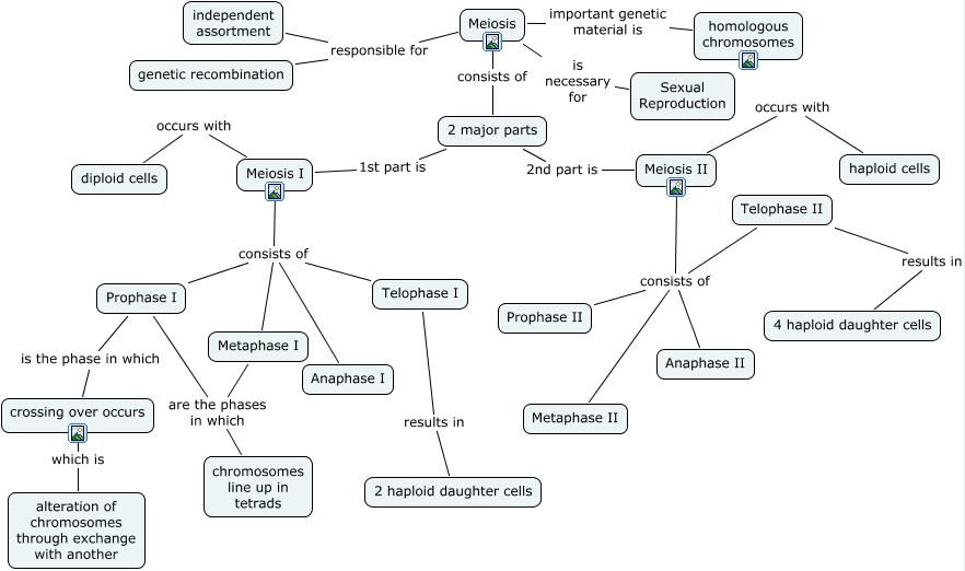 part a meiosis concept map Meiosis part a meiosis concept map