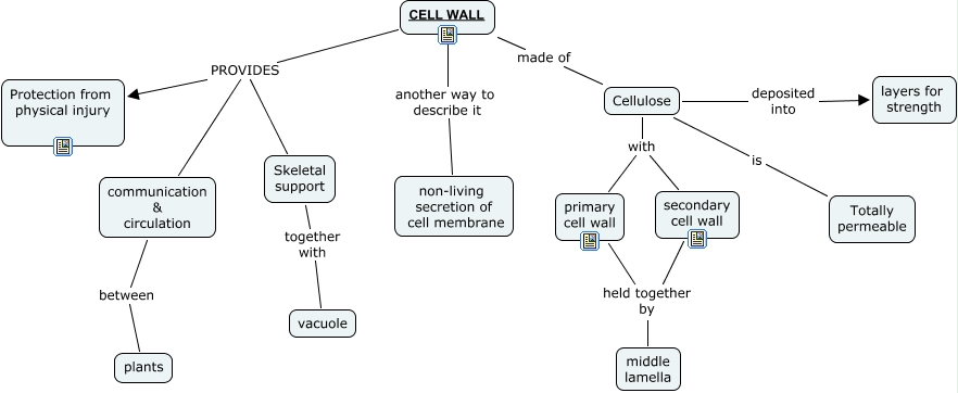 CELL WALL BLUE - what is the structure and function of the cell wall?