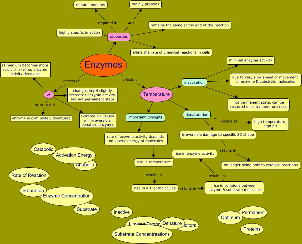 Ansel's Enzyme Map