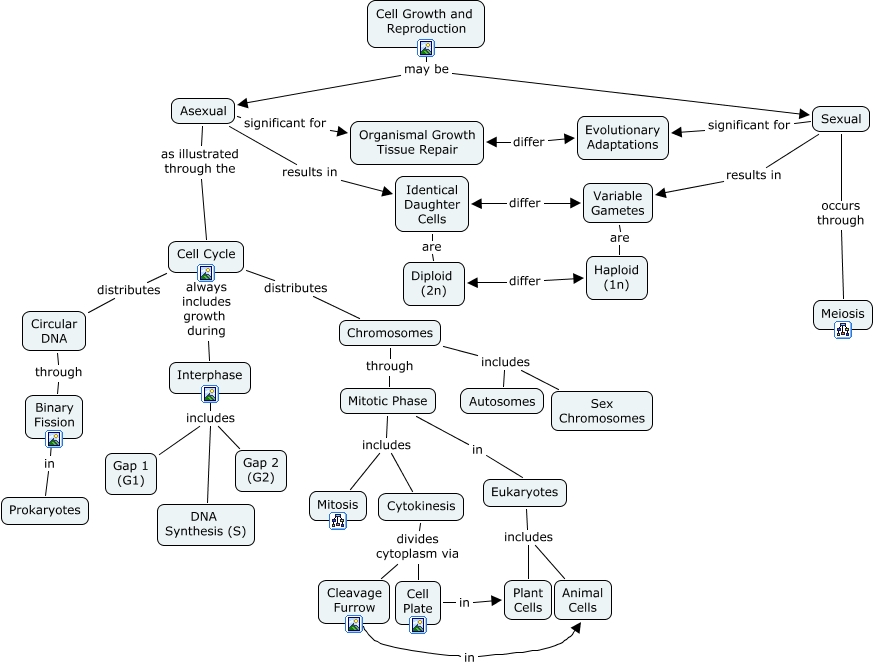 Cell Reproduction Concept Map Cell Reproduction C8 - How Do Cells Reproduce?