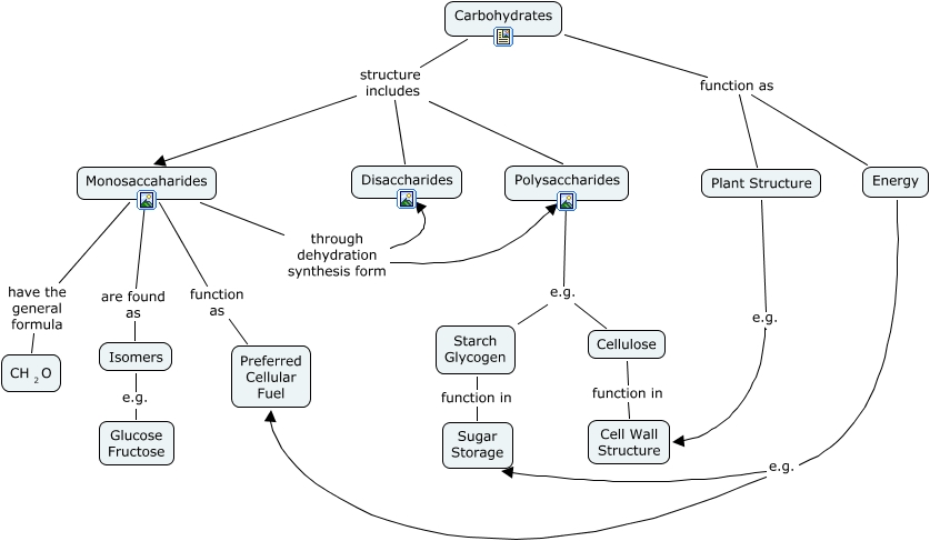 carbohydrates-what-is-the-structure-function-and-signficance-of-carbohydrates