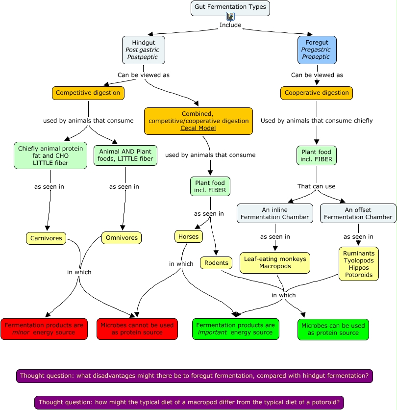 Gut Fermentation Types - How do fore- and hindgut fermentation differ?