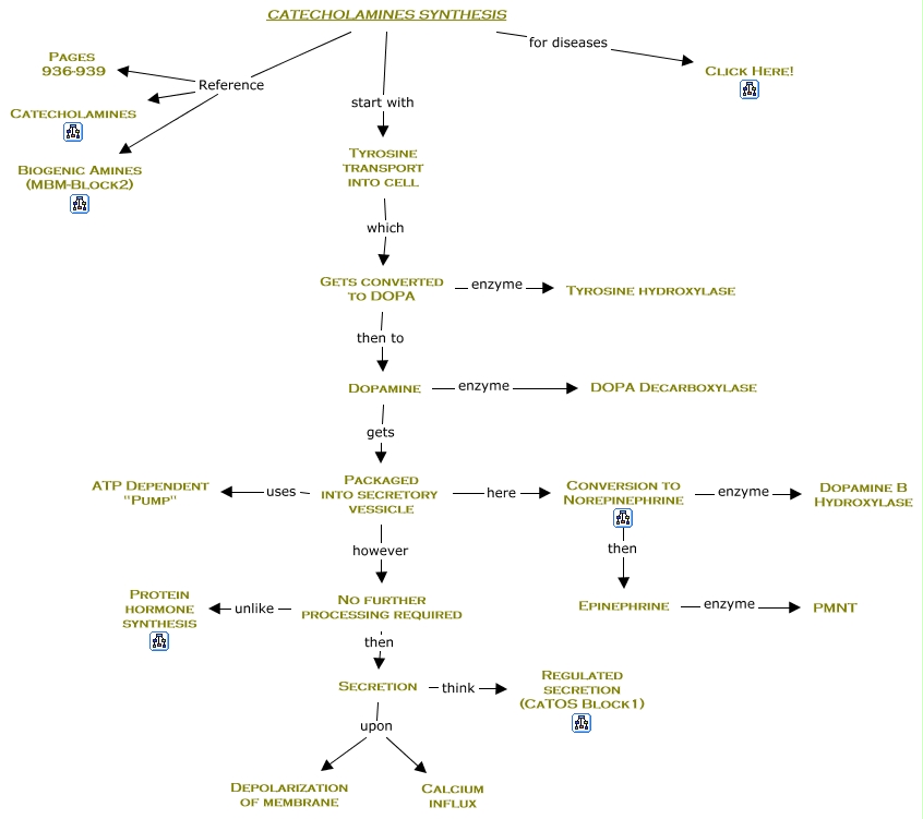 13a. Catecholamine Synthesis - CaTOS-Block3