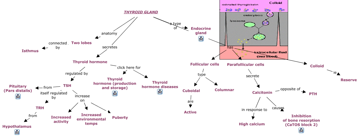 04. Thyroid Gland - CaTOS-Block3