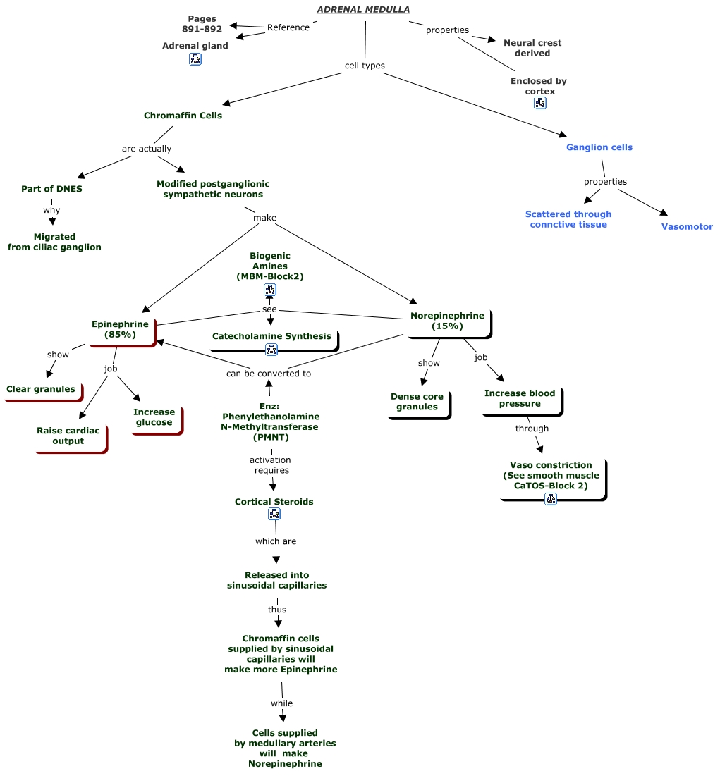 PPT - Adrenergic drugs PowerPoint Presentation, free download - ID:202534, image size:1021x1101