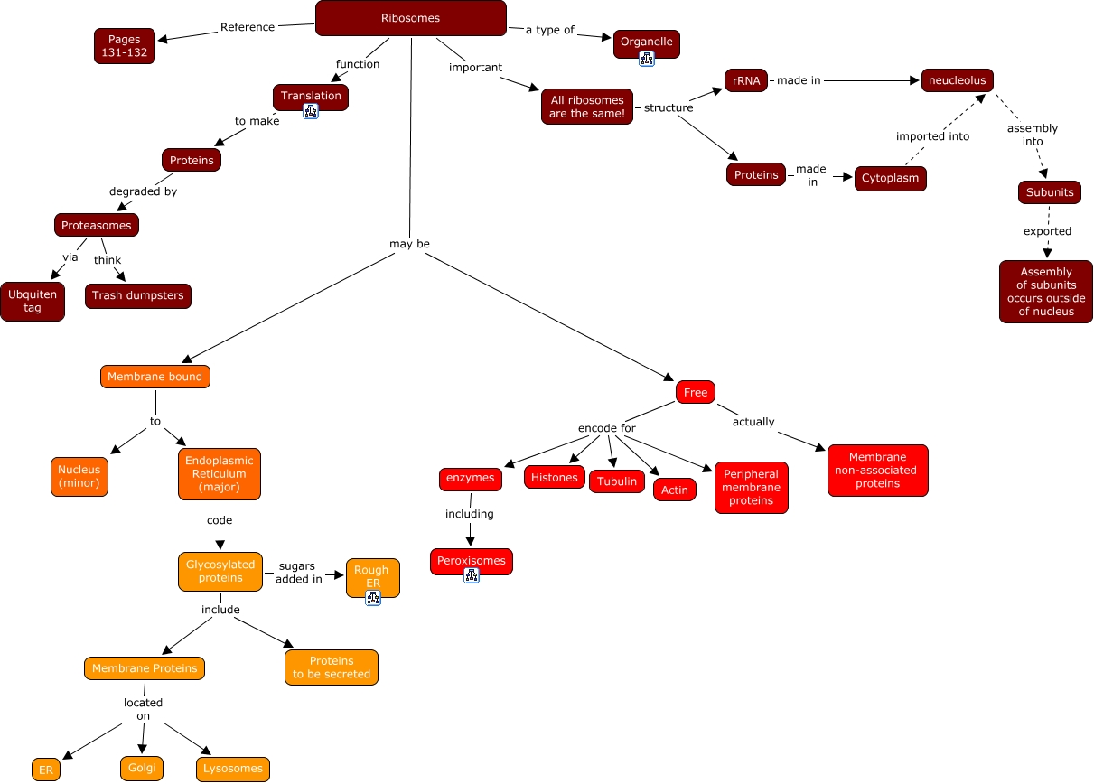 09. Ribosomes & Glycoproteins