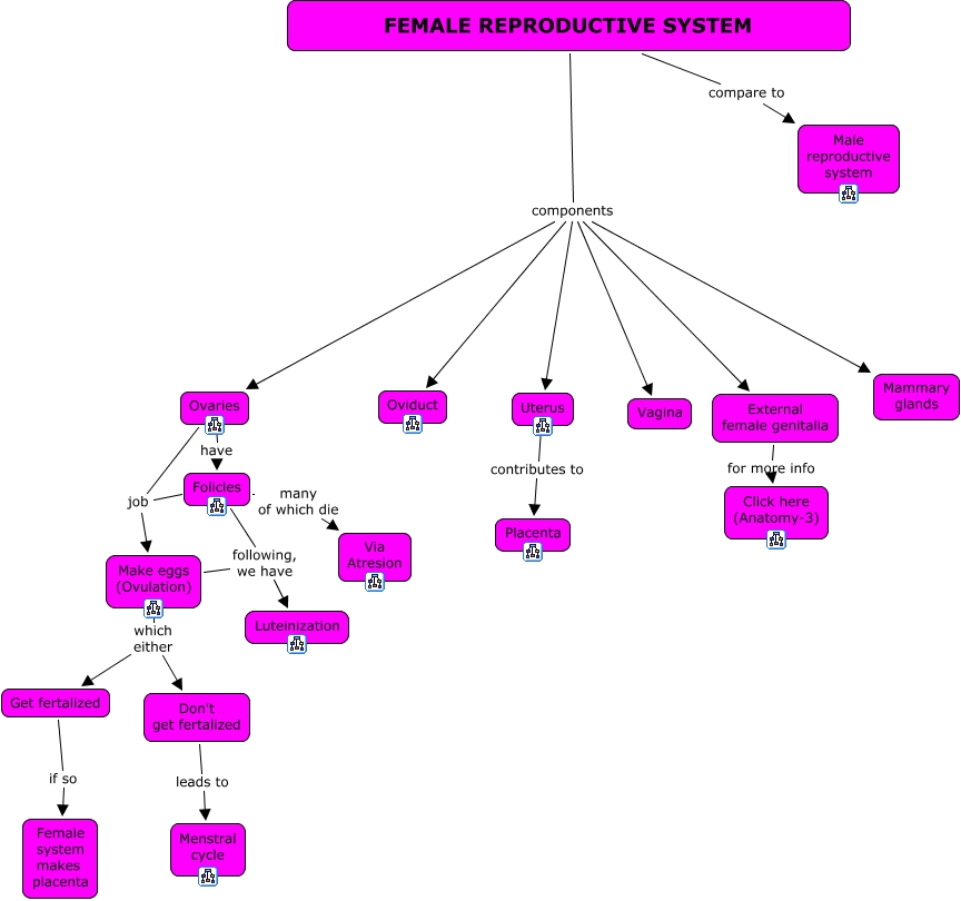 30. Female Reproductive System - CaTOS-Block 3