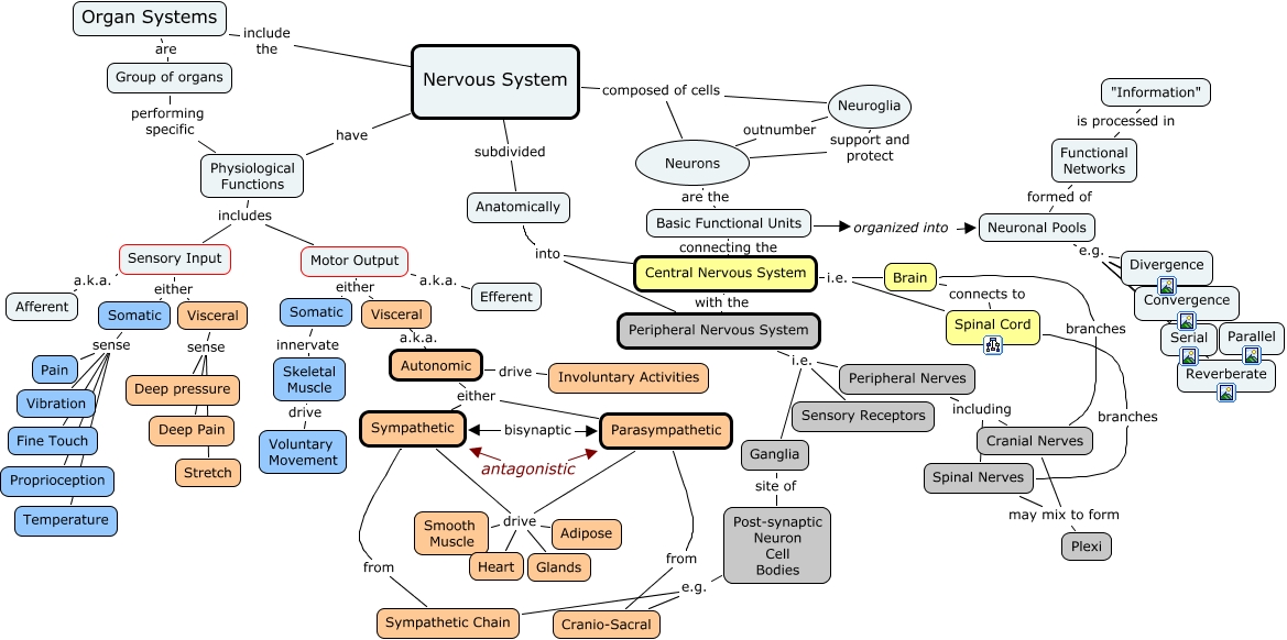 Nervous System Organization - How is the Nervous System organized?