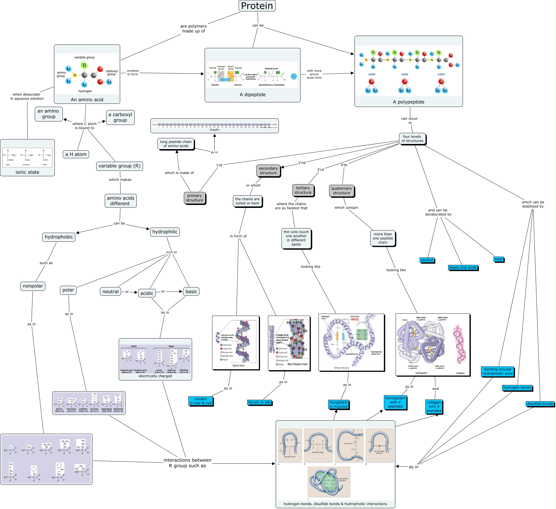 protein_detail_ct