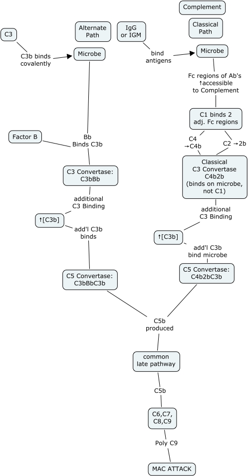 Immune Response - Complement