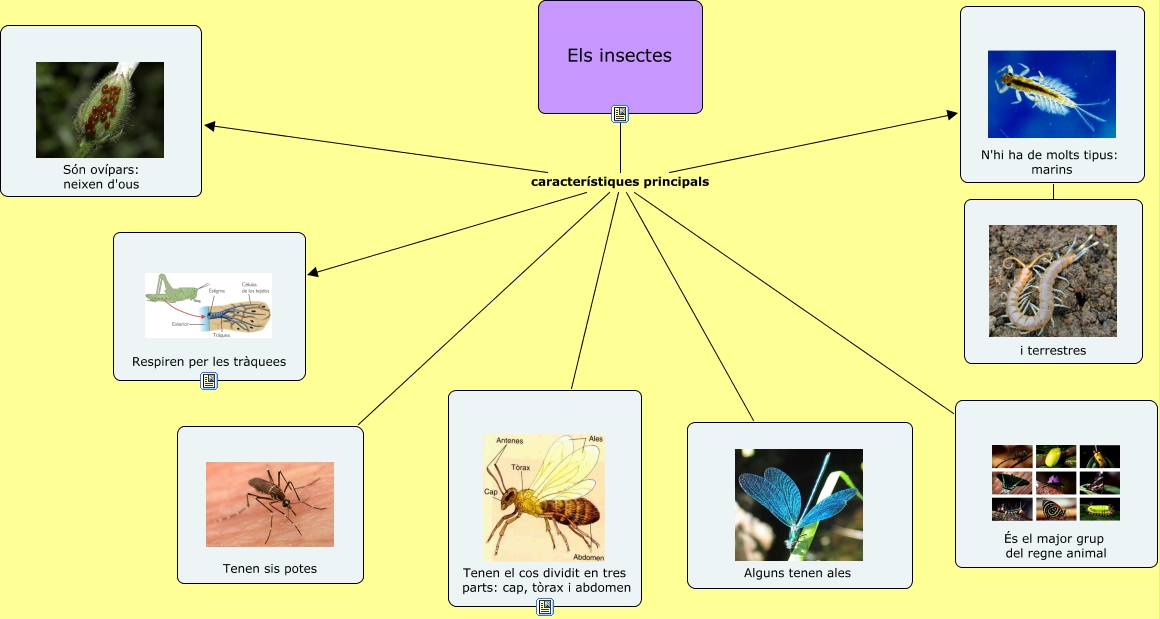 insectes