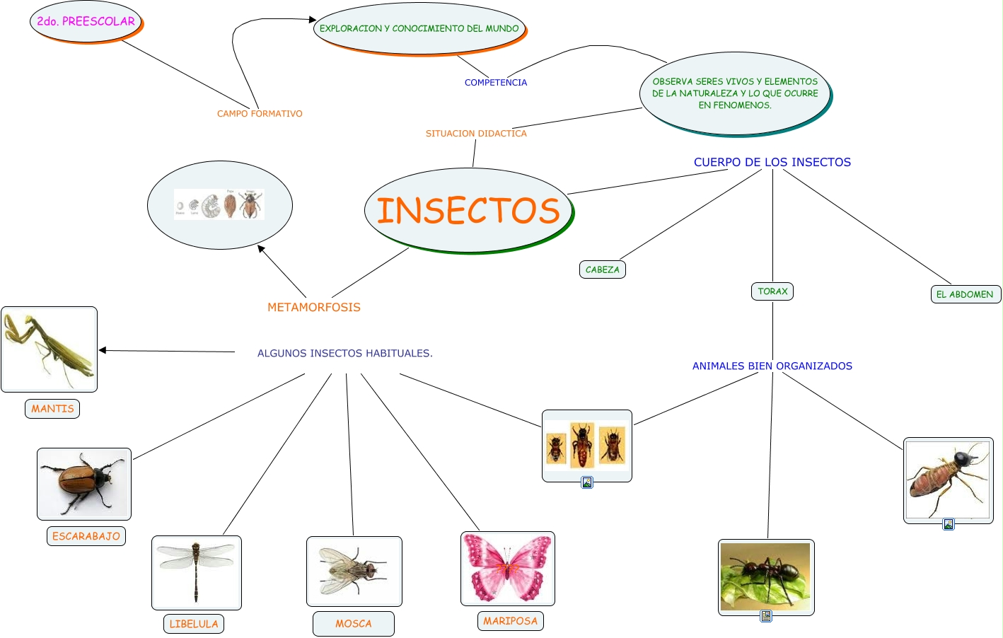 INSECTOS