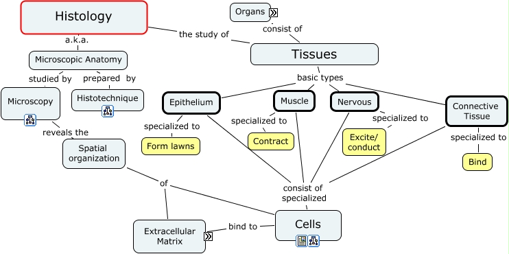 connective tissue concept map