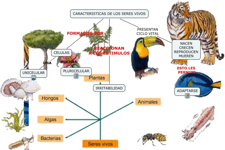 SERES VIVOS CARACTERISTICAS DE SERES VIVOS