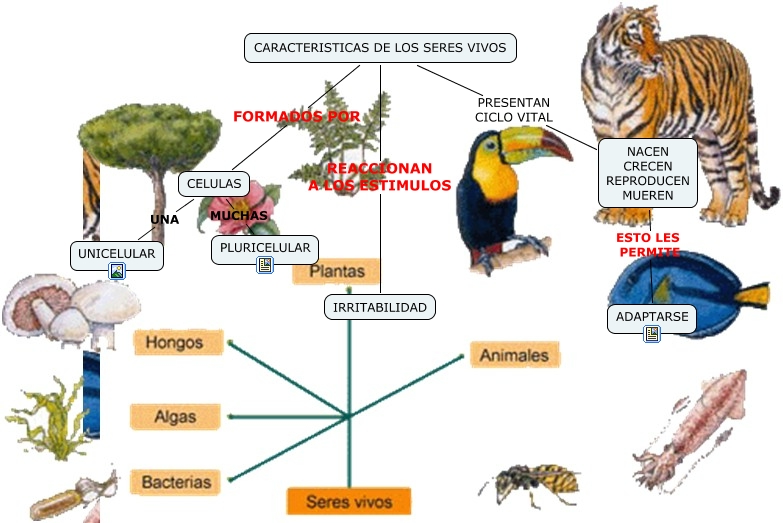 Seres Vivos Caracteristicas De Seres Vivos 0873