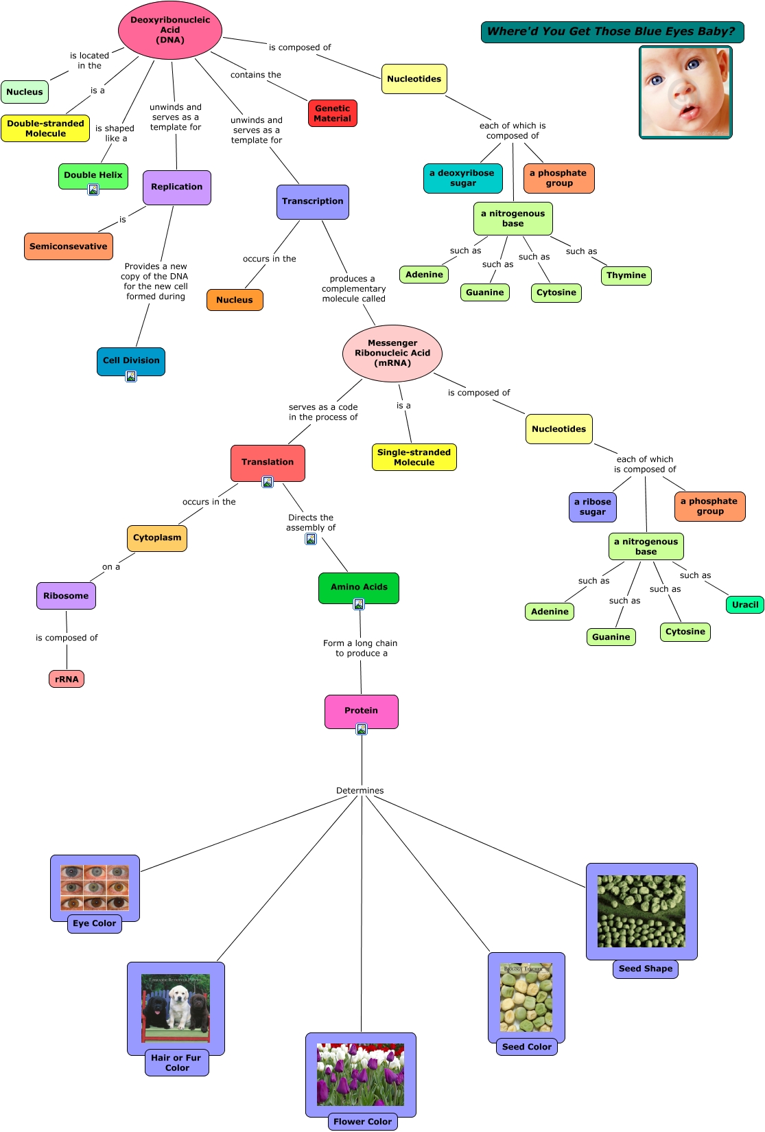 DNA_CMAP_WITH_Title - Where'd You Get Those Blue Eyes Baby?