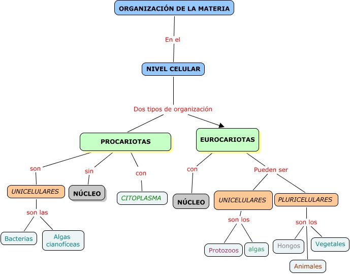 Mapa Conceptual De Celulas